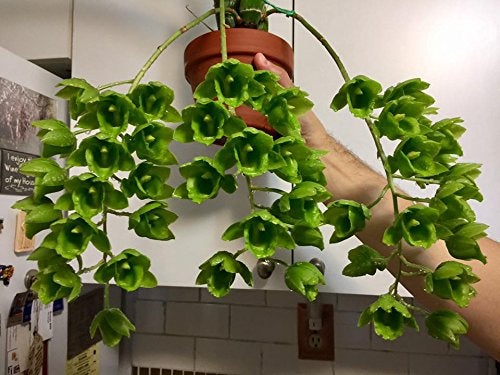 Tezula Plants MSU Orchid Fertilizer 13-3-15 (Greencare) 1/2 Pound, Scoop Included, Excellent for Orchids, Anthuriums, Philodendrons and all tropicals - Image 5