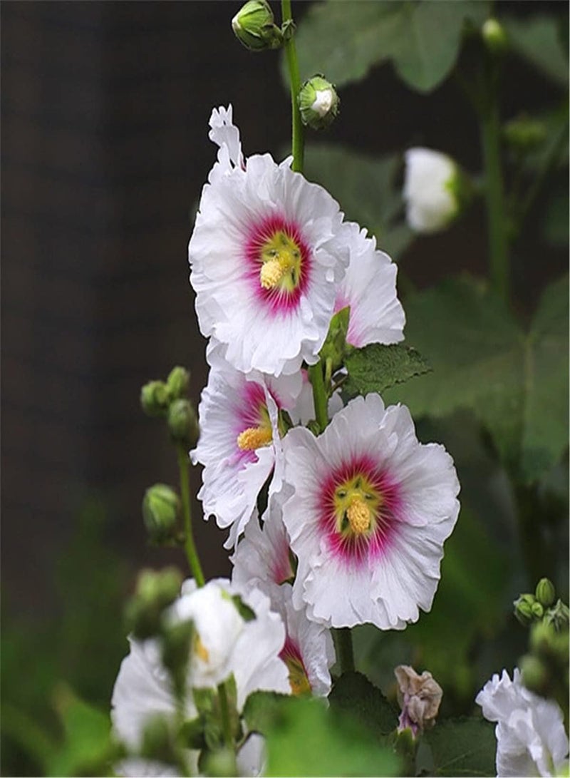 جي جوت بذور خبيزة مستوردة/بذور داخلية وخارجية/يمكن أن تزهر بأعداد كبيرة/تثير حسد الجيران - 100 قطعة - Image 1