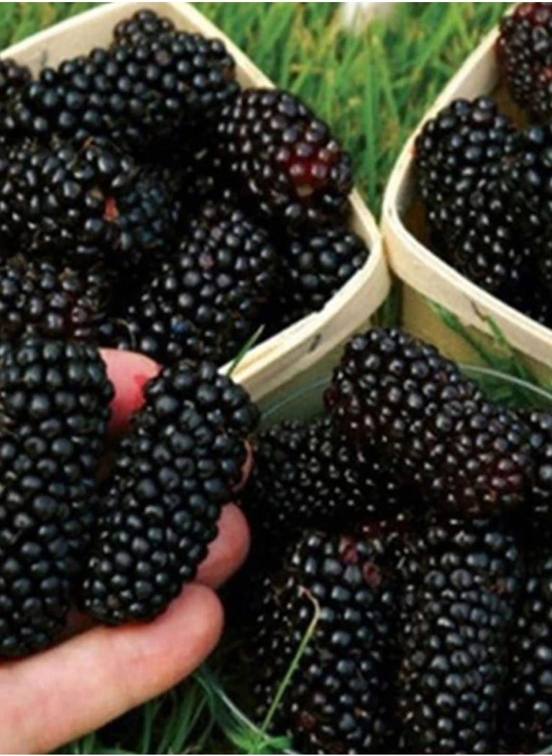 GGOOT - 100pcs BlackBerry Seeds - Image 1