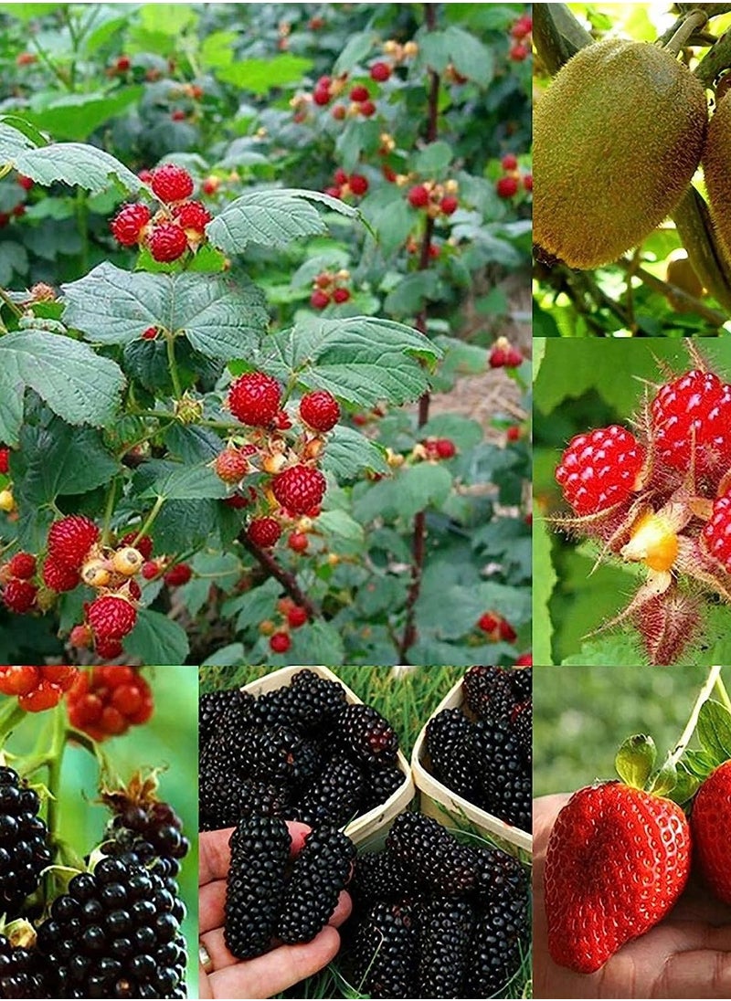 GGOOT - 100pcs BlackBerry Seeds - Image 1