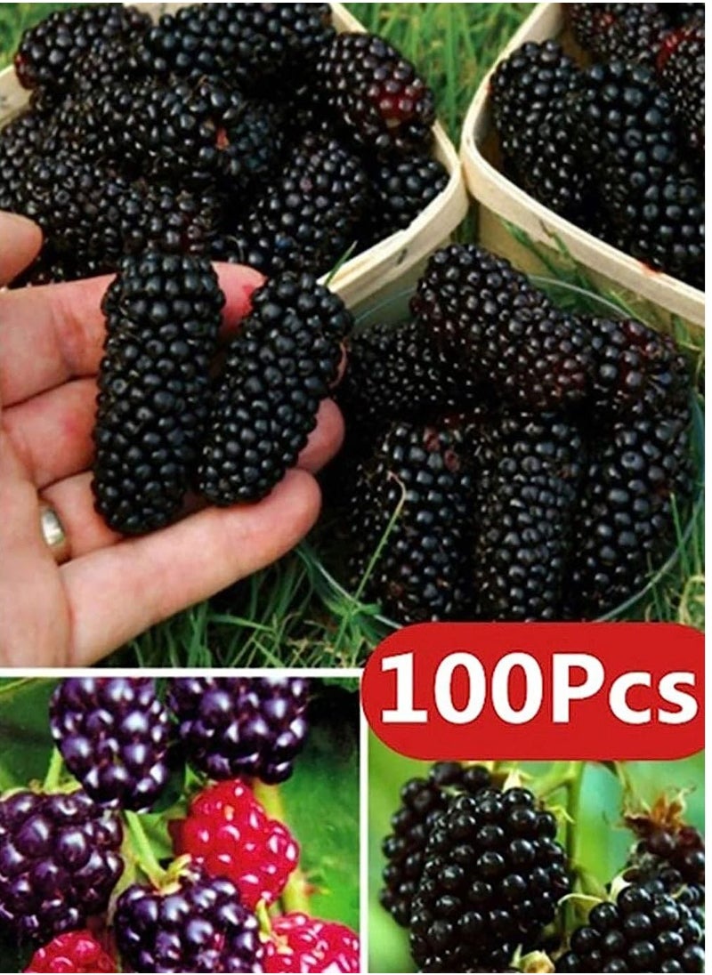 GGOOT - 100pcs BlackBerry Seeds - Image 1