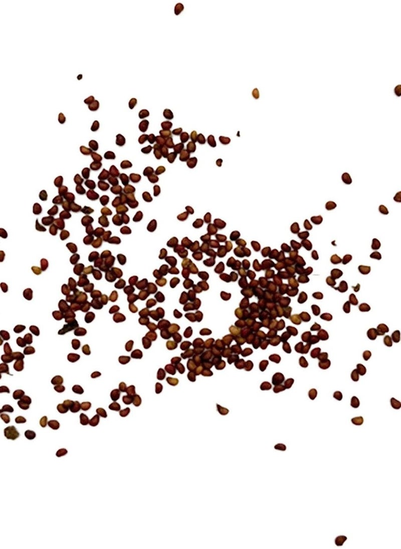 GGOOT - 100pcs BlackBerry Seeds - Image 1