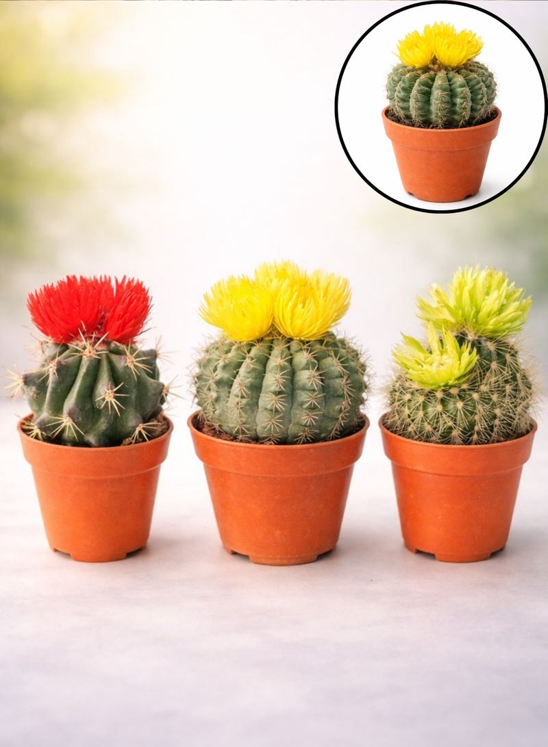 PLANT Yellow Cactus Flowering Indoor Plant (5–10 cm Height) | Live Yellow Flower Cactus | Mini Barrel Cactus | Low Maintenance Desk & Home Decor Plant - Image 5
