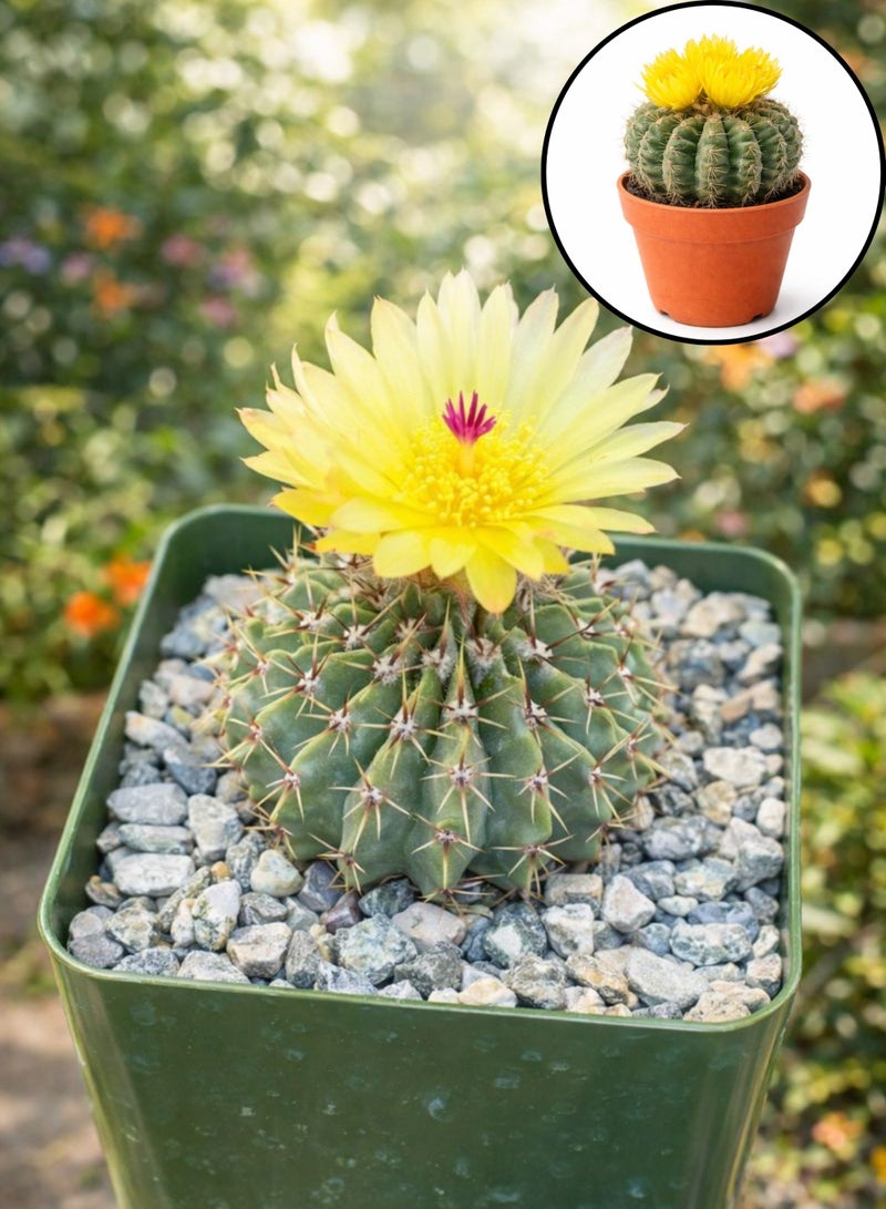 PLANT Yellow Cactus Flowering Indoor Plant (5–10 cm Height) | Live Yellow Flower Cactus | Mini Barrel Cactus | Low Maintenance Desk & Home Decor Plant - Image 3