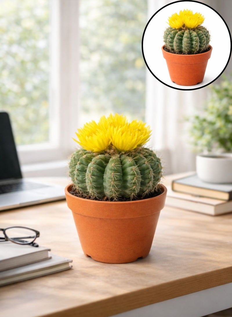 PLANT Yellow Cactus Flowering Indoor Plant (5–10 cm Height) | Live Yellow Flower Cactus | Mini Barrel Cactus | Low Maintenance Desk & Home Decor Plant - Image 1