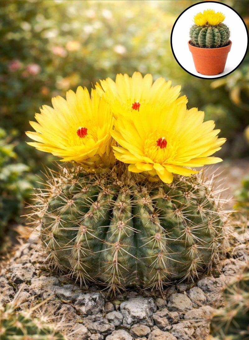 PLANT Yellow Cactus Flowering Indoor Plant (5–10 cm Height) | Live Yellow Flower Cactus | Mini Barrel Cactus | Low Maintenance Desk & Home Decor Plant - Image 4