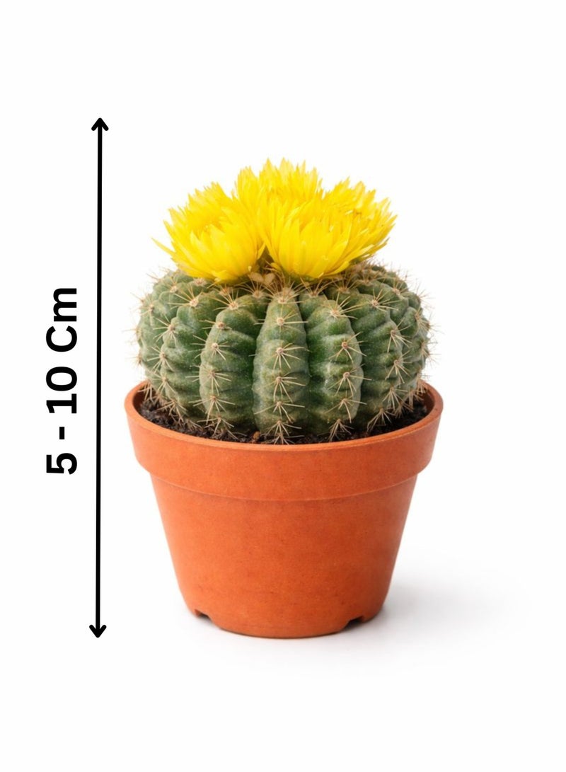 PLANT Yellow Cactus Flowering Indoor Plant (5–10 cm Height) | Live Yellow Flower Cactus | Mini Barrel Cactus | Low Maintenance Desk & Home Decor Plant - Image 2