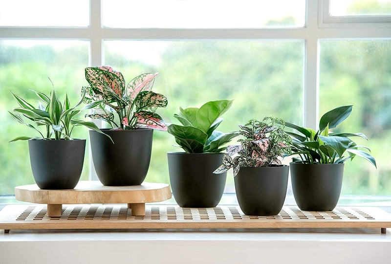 Tim Tim Agro Planters Plastic 10 Inch Black Set of 5, Plant Flower Pot Modern Decorative Seeding Nursery Pots Outdoor Indoor Garden for All House Plants Flowers Herbs African Violets (Black) - Image 5