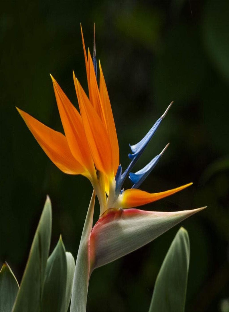 GGOOT Crane Flower Plant, Strelitzia Reginae Flowering Bird of Paradise Seed 100 Seeds