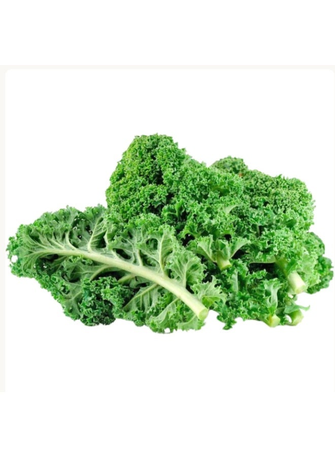 100PCS Kale Seeds For Planting - Image 1