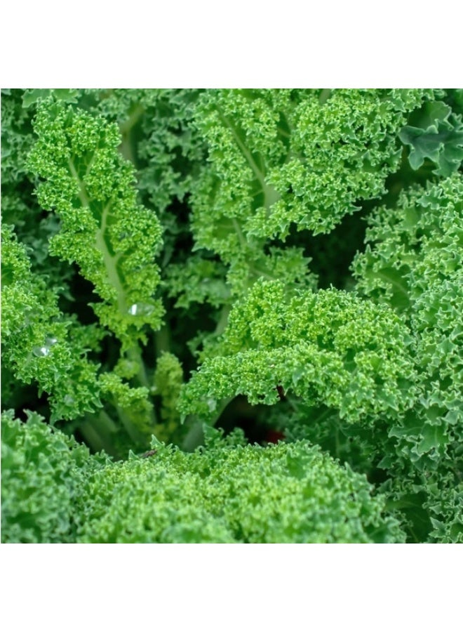 100PCS Kale Seeds For Planting - Image 2
