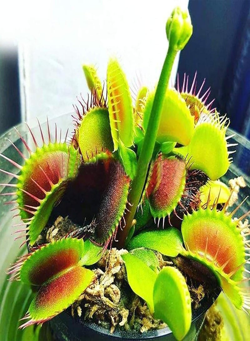 GGOOT 100Pcs/Bag Venus Flytrap Seeds Full Sun Carnivorous Acidic Soil Bonsai Garden Dionaea Muscipula Seeds for Home - Dionaea Seeds - Image 4