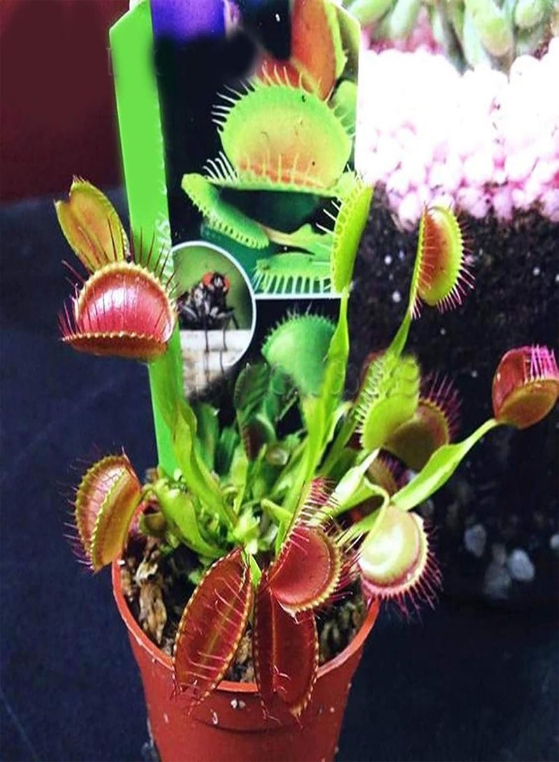 GGOOT 100Pcs/Bag Venus Flytrap Seeds Full Sun Carnivorous Acidic Soil Bonsai Garden Dionaea Muscipula Seeds for Home - Dionaea Seeds - Image 3