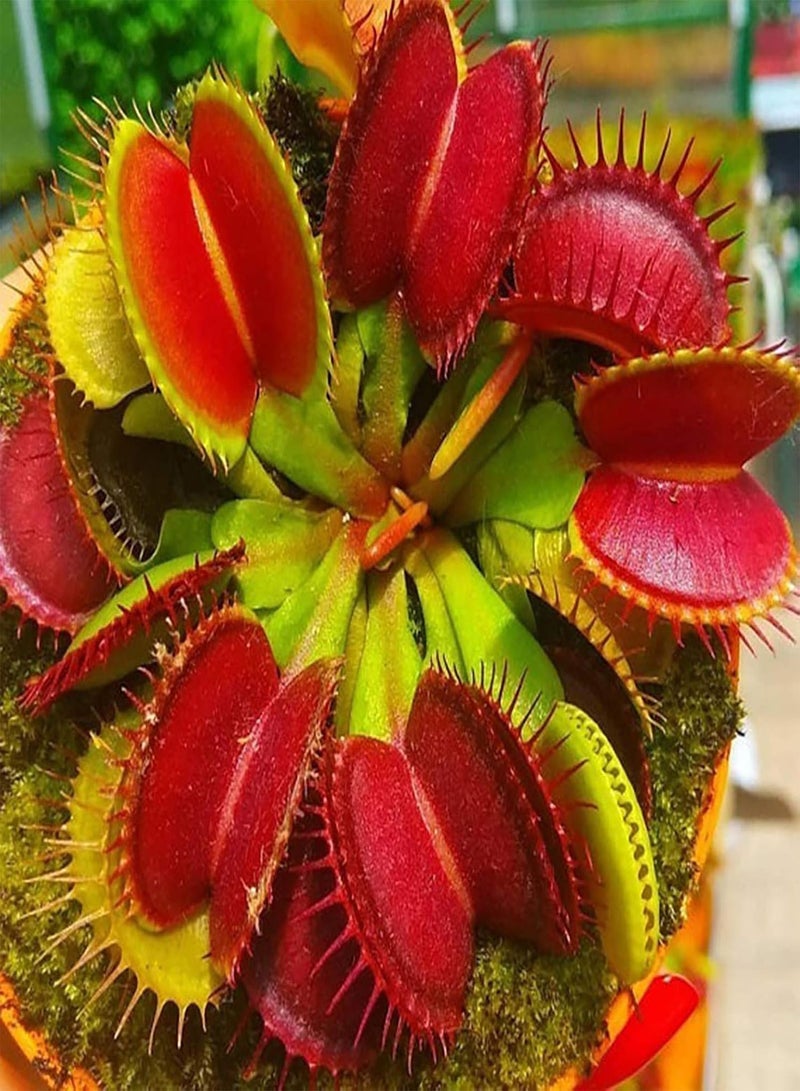GGOOT 100Pcs/Bag Venus Flytrap Seeds Full Sun Carnivorous Acidic Soil Bonsai Garden Dionaea Muscipula Seeds for Home - Dionaea Seeds - Image 1