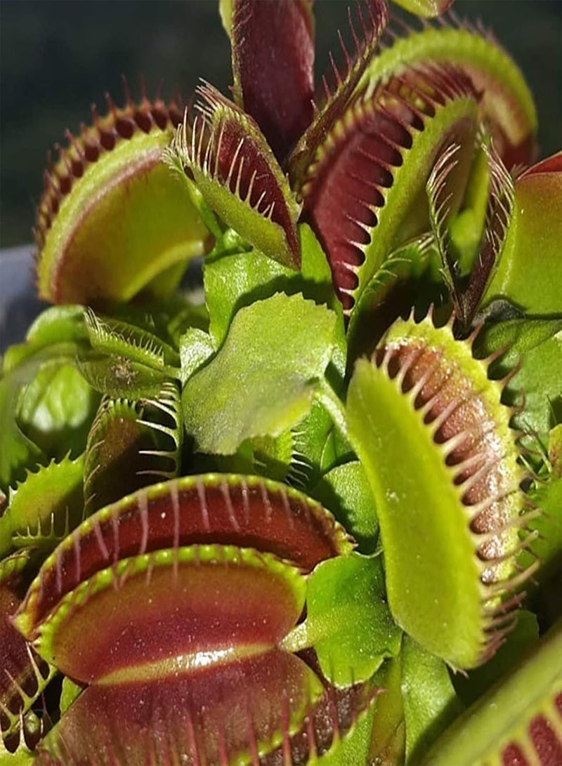 GGOOT 100Pcs/Bag Venus Flytrap Seeds Full Sun Carnivorous Acidic Soil Bonsai Garden Dionaea Muscipula Seeds for Home - Dionaea Seeds - Image 2