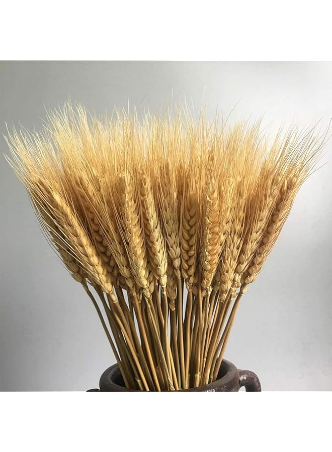 The Bros 100 Fall Stems Dried Wheat Stalks Dried, Natural Ear of Wheat Grain Flowers for Home Dining Table Flower Arrangement Art Wedding Decoration - Image 1