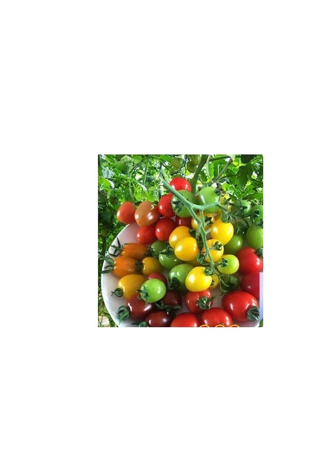 Generic 100 PCS Cherry Tomato Seeds Colorful Cherry Tomato Seeds  Mix Rainbow Cherry Tomato Seeds  - Image 3