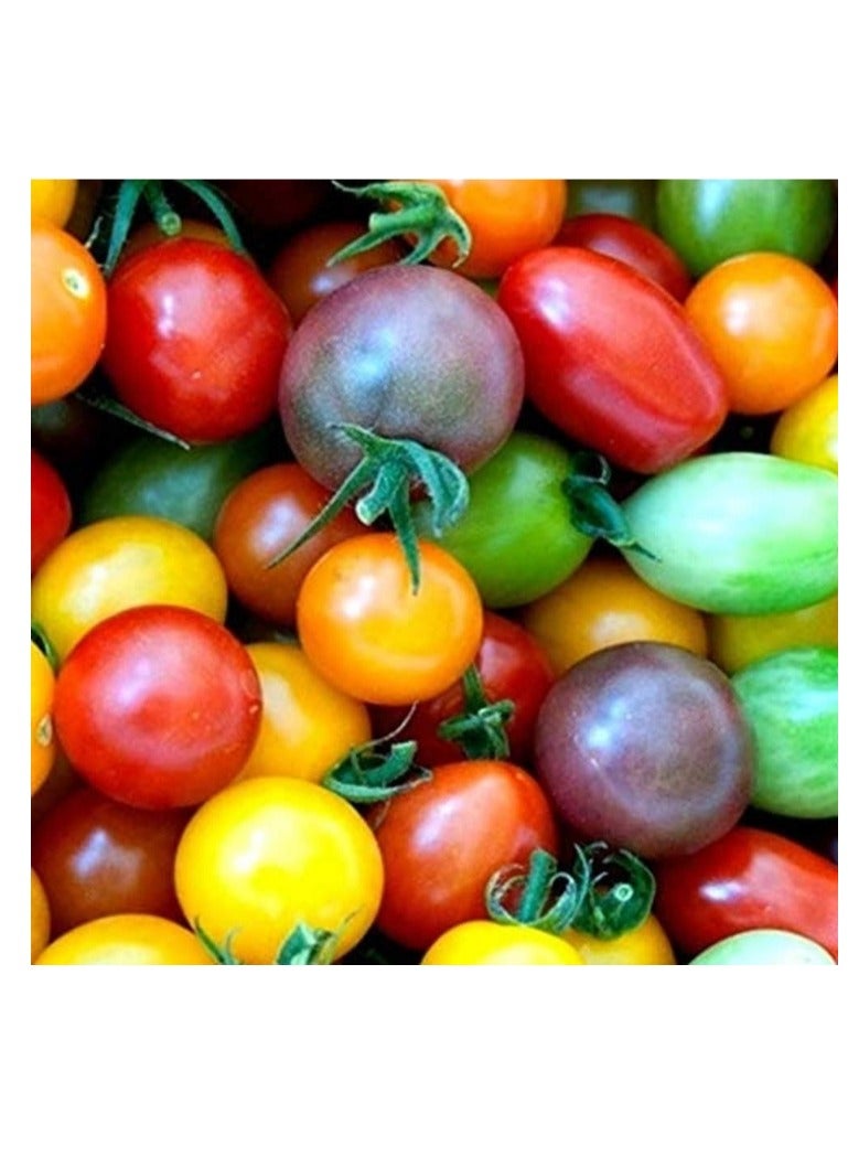 Generic 100 PCS Cherry Tomato Seeds Colorful Cherry Tomato Seeds  Mix Rainbow Cherry Tomato Seeds  - Image 1