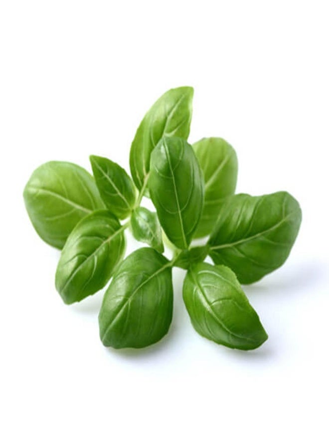 Basil Leaves Sweet Italian - 50g