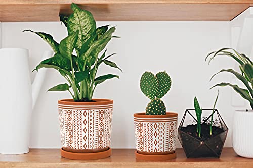 D'vine Dev Set of 2 Terracotta Pots, 4 Inch & 6 Inch, Planter Pots for Plants with Drainage Holes and Saucers, Terracotta/White, Small, 31-958-A-1 - Image 2
