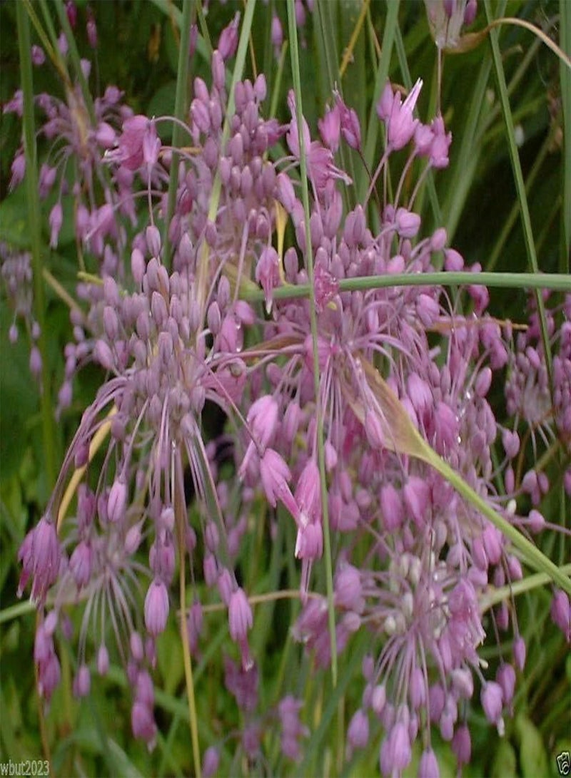 جي جوت بذور الثوم المعمر، أزهار وردية (30 بذرة) - Image 3