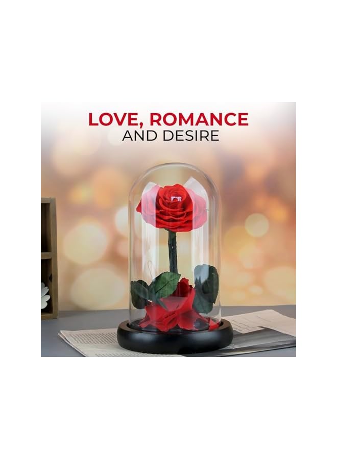 The Bros ELITE Eternal Rose with free box & pack, Preserved Rose Flowers, Birthday, Valentine's Day Gifts - Romantic Love Symbol for Valentine's Day & Anniversary (A.RED GLASS DOME) - Image 3