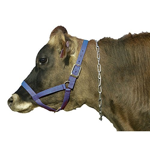 Intrepid International Cow Halter Yearling Blue - Image 5