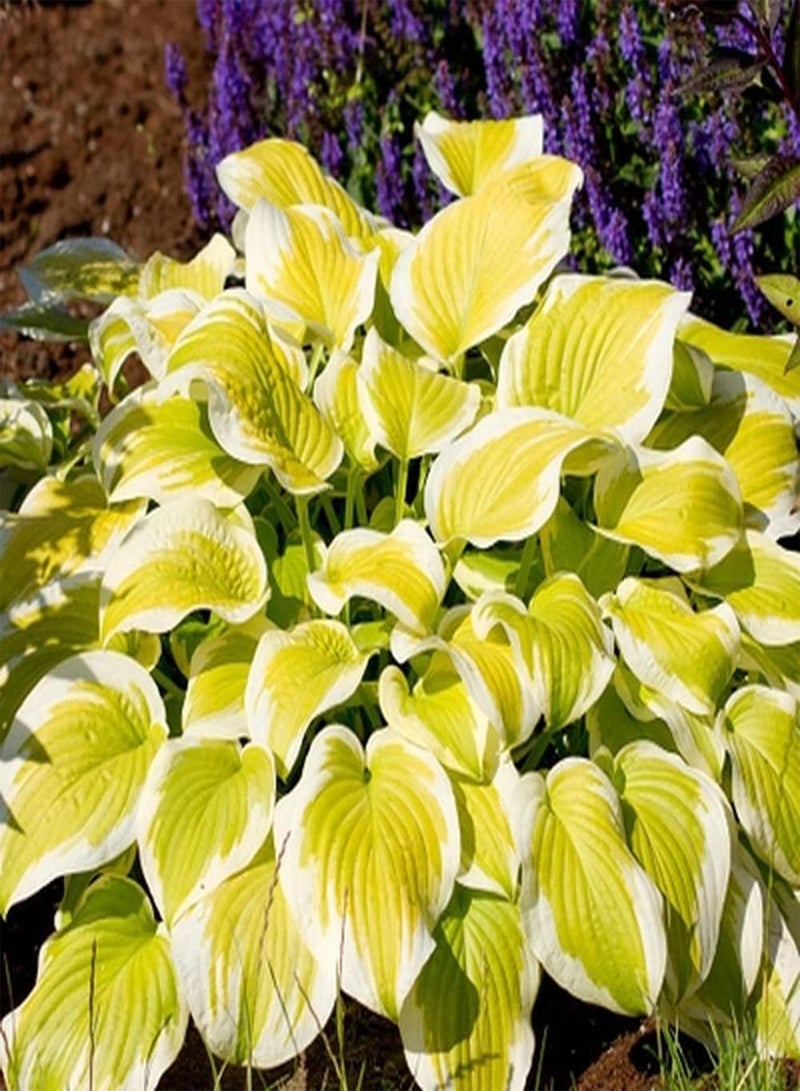 GGOOT 200Pcs Hosta Seeds Perennial Ratoon Flower for Outdoor Garden Terrace Planting Home Office Garden Yard Decor Suitable Any Enthusiast - Image 2