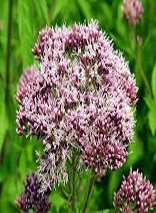 10 Eupatorium Flower Seeds - pzsku/Z42C3EF9EE9A4592A1C99Z/45/_/1740895041/43ad3956-7935-489d-a566-841a87f7d827