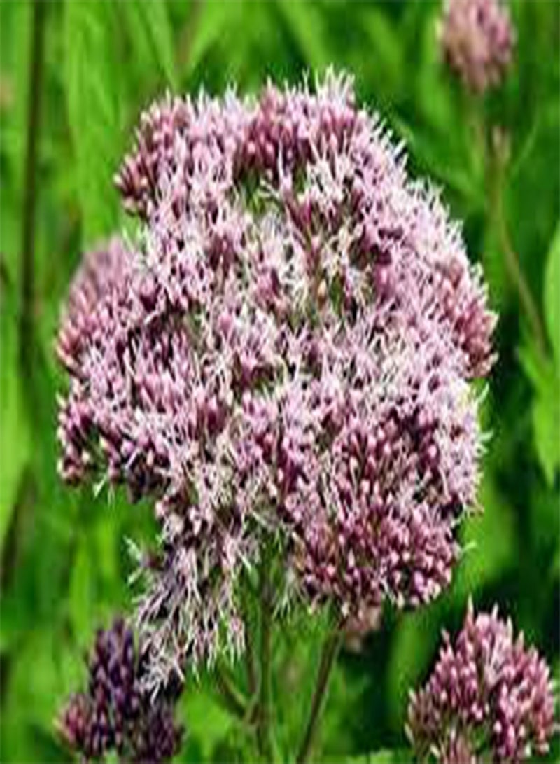 10 Eupatorium Flower Seeds