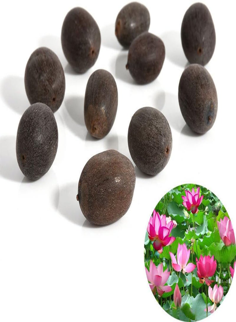 جي جوت 10 قطع بذور زهرة زنبق الماء وعاء نبات بونساي بركة بذور حديقة المنزل ديكور الفناء الوردي - Image 1