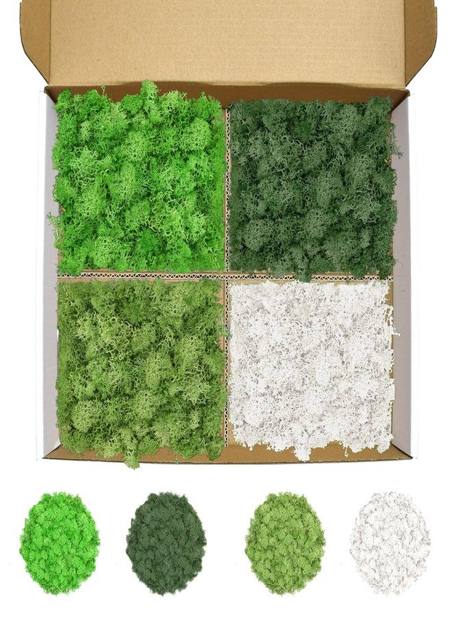 TCYPUHL Preserved Reindeer Moss 14 OZ 4 Colors for DIY Gift, Potted Plants,Craft Wall Art,Festive Home Decorative Christmas(Green, Dark Green, Chartreuse and White, Each Color 3.5 OZ) - Image 1