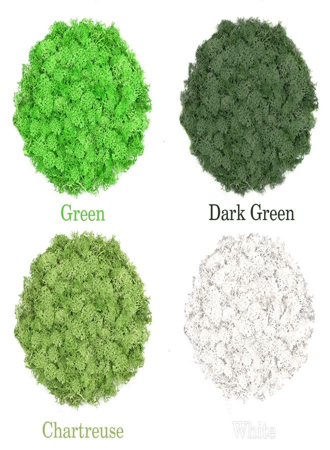 TCYPUHL Preserved Reindeer Moss 14 OZ 4 Colors for DIY Gift, Potted Plants,Craft Wall Art,Festive Home Decorative Christmas(Green, Dark Green, Chartreuse and White, Each Color 3.5 OZ) - Image 2