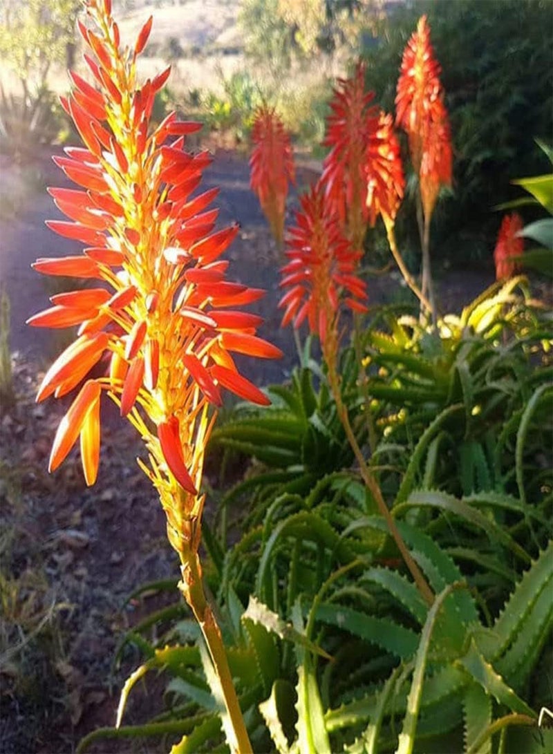 GGOOT Krantz Aloe - Aloe arborescens Cacti & Succulent Plant, Known as Candelabra Aloe, Deer-Horn Cactus, Stag-Horn Cactus, Torch Plant, Torch Aloe Home Garden Planting by Heavy Torch, 4 Seeds  - Image 5