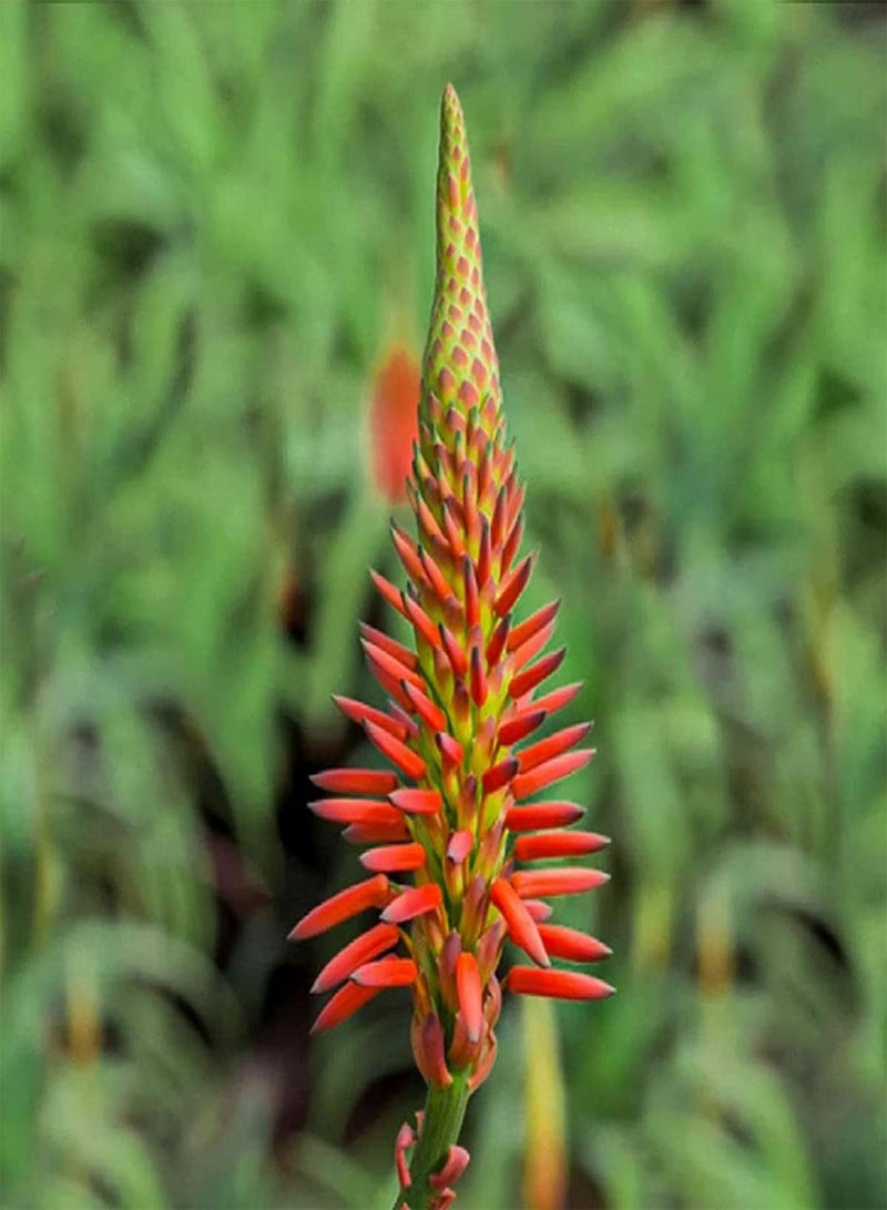 GGOOT Krantz Aloe - Aloe arborescens Cacti & Succulent Plant, Known as Candelabra Aloe, Deer-Horn Cactus, Stag-Horn Cactus, Torch Plant, Torch Aloe Home Garden Planting by Heavy Torch, 4 Seeds  - Image 3
