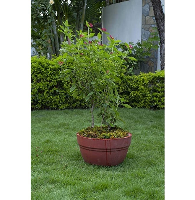 DR ARYA Natural Dried Moss Grass Preserved For Pots With The Nice Green Appearance For Home and Garden - 2 KG - Image 2