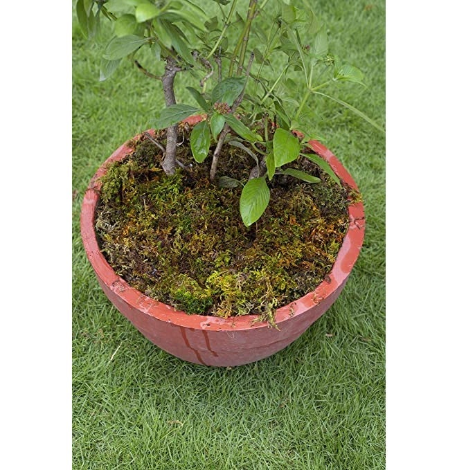 DR ARYA Natural Dried Moss Grass Preserved For Pots With The Nice Green Appearance For Home and Garden - 2 KG - Image 3