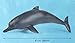 SmilerSmile Simulated Ocean Big Animal One pc 15 Inch Soft Filled Rubber Sea Educational Toys Dolphin - Image 4