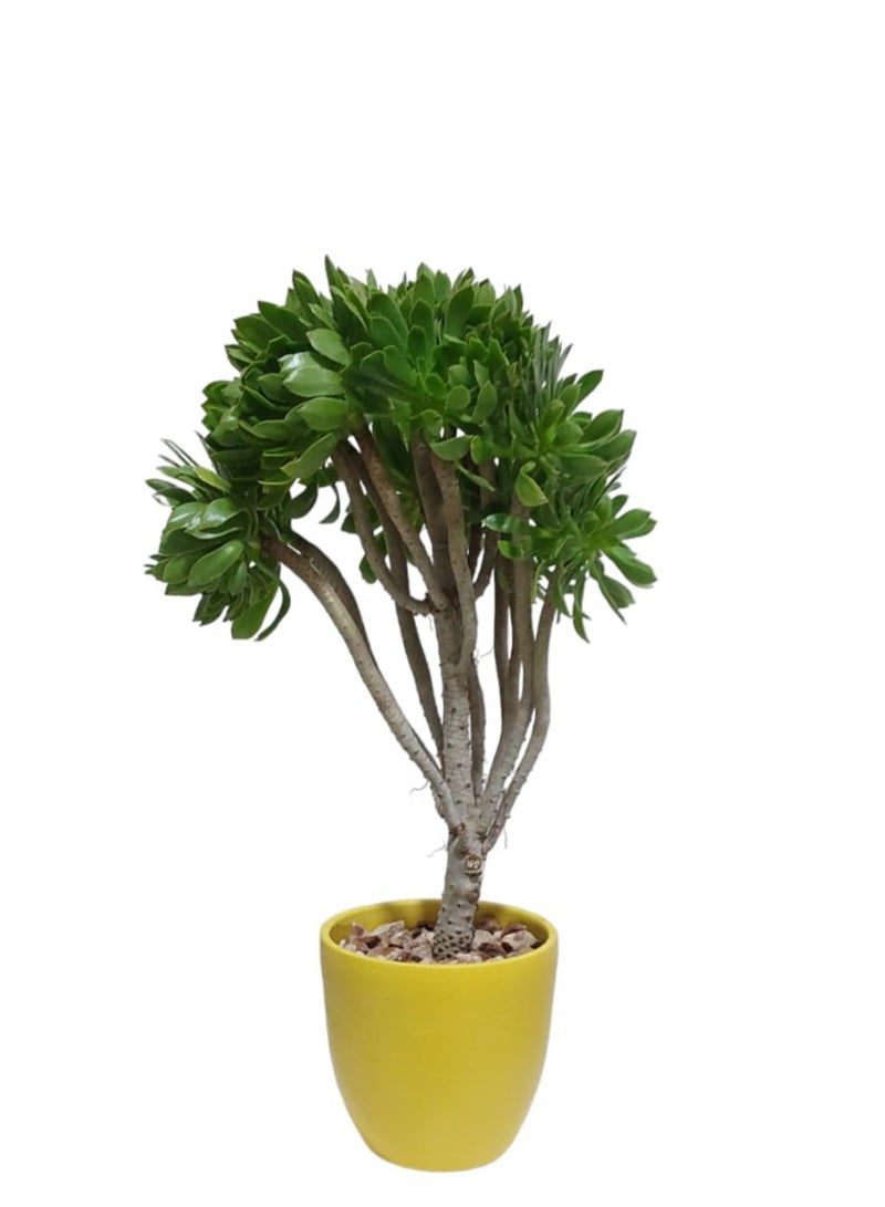 Shatla Shop Aeonium with yellow pot 