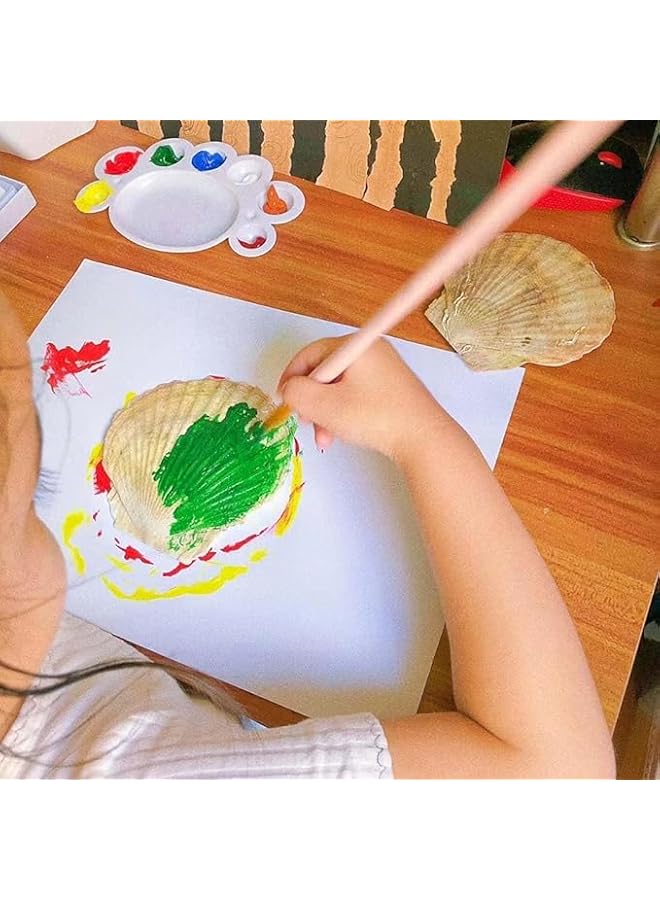 The Bros Scallop Shells,6Pcs Sea Shells for Crafts Baking Cooking Serving Food,Natural SeashellsBaking Shells, Crafts DIY Painting Beaching Wedding Decoration, Beach Natural Scallop Shells Bulk - Image 2