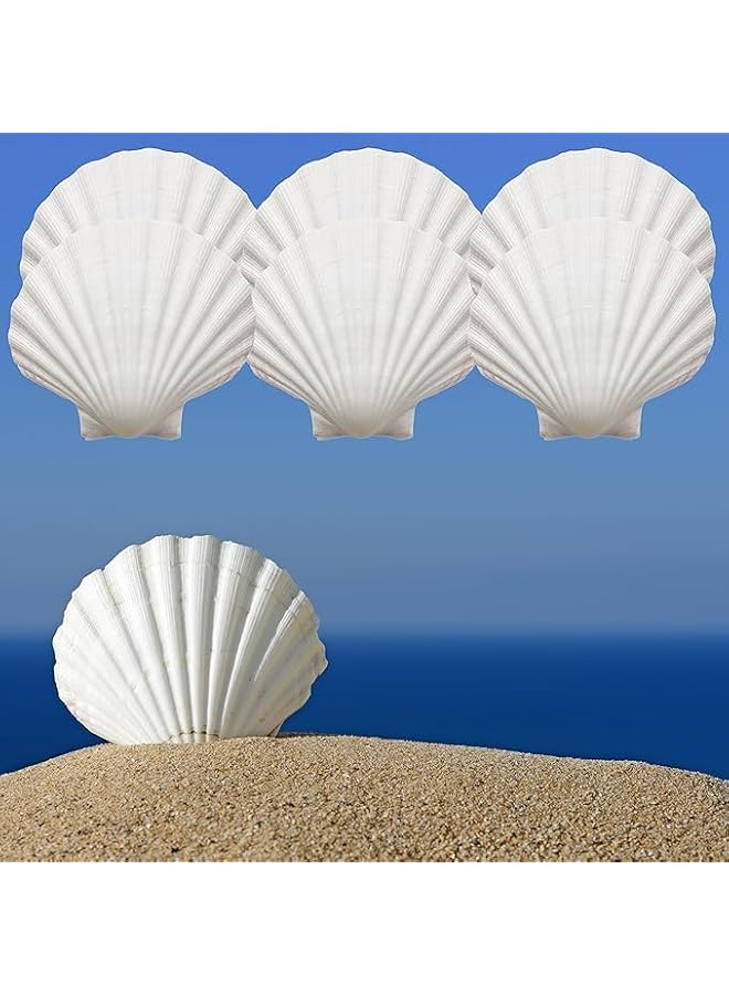The Bros Scallop Shells,6Pcs Sea Shells for Crafts Baking Cooking Serving Food,Natural SeashellsBaking Shells, Crafts DIY Painting Beaching Wedding Decoration, Beach Natural Scallop Shells Bulk - Image 1