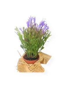 Home Ezz Artificial Potted Plant Multicolour  - Image 3