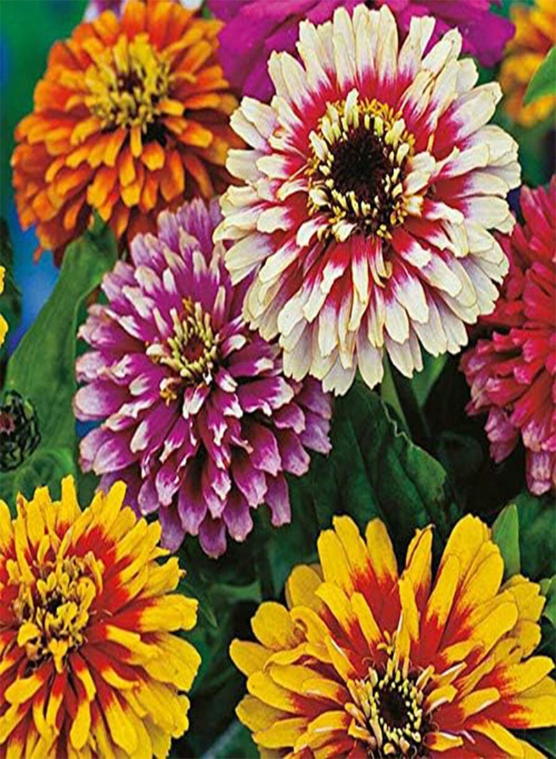 GGOOT Zinnia Whirlygig Mixed, Approx. x30 Seeds Excellent Bedding Plant - Image 1