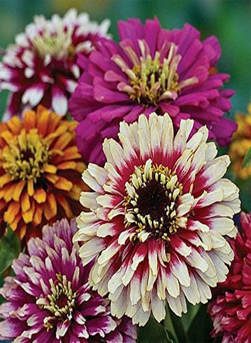 GGOOT Zinnia Whirlygig Mixed, Approx. x30 Seeds Excellent Bedding Plant - Image 2