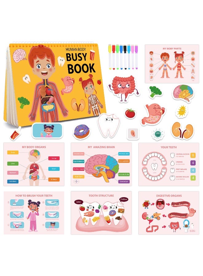 كتاب مشغول للأطفال، كتاب تشريح جسم الإنسان للأطفال الصغار، أنشطة تعليمية لرياض الأطفال، ألعاب حسية للتوحد، ألعاب سفر، هدايا للبنات والأولاد من 4 إلى 8 سنوات - Image 1