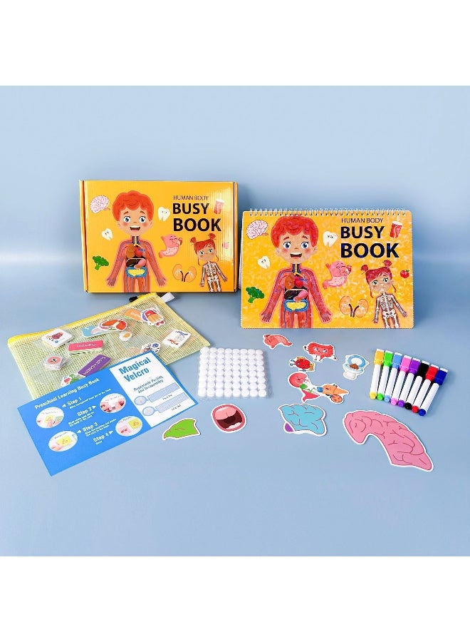 كتاب مشغول للأطفال، كتاب تشريح جسم الإنسان للأطفال الصغار، أنشطة تعليمية لرياض الأطفال، ألعاب حسية للتوحد، ألعاب سفر، هدايا للبنات والأولاد من 4 إلى 8 سنوات - Image 5