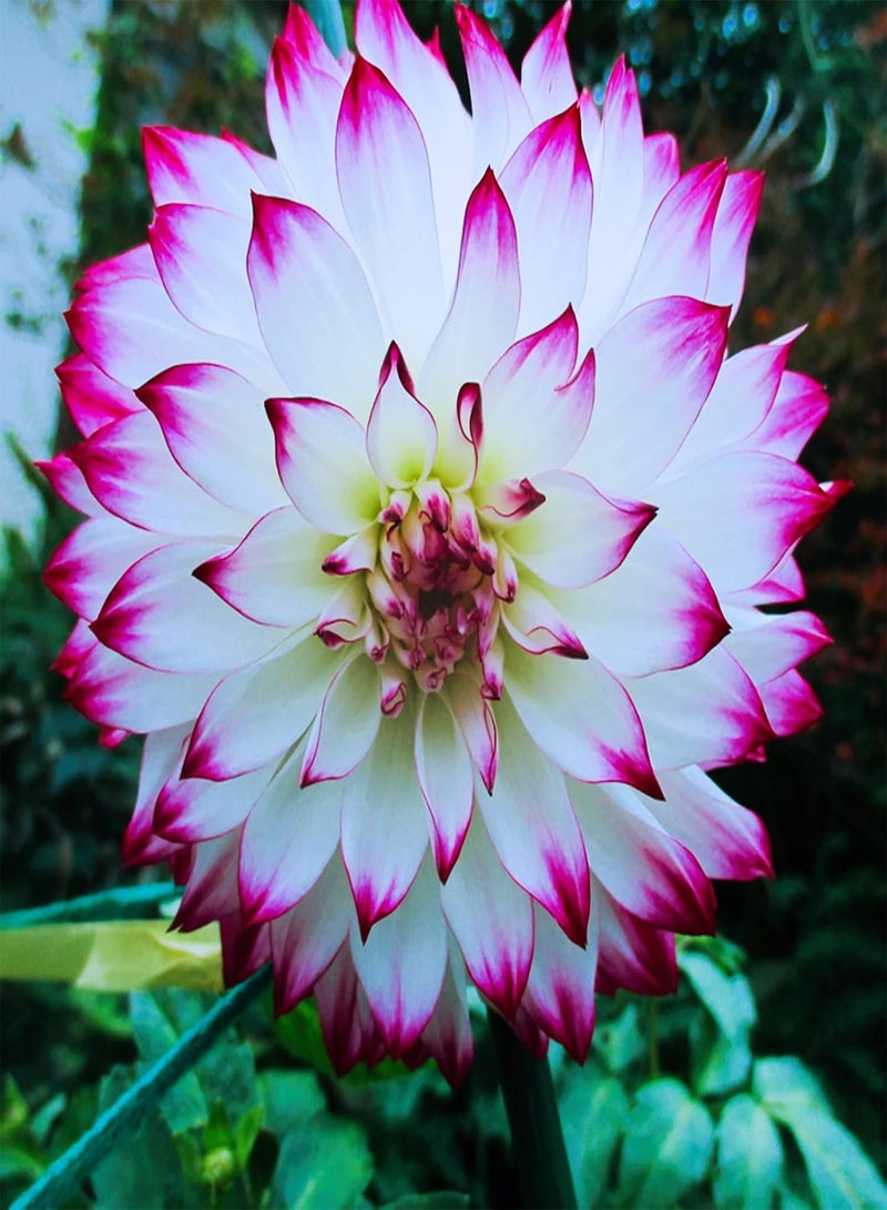 GGOOT Long Flowering Period/Can be Planted All Year Round/Dahlia Seeds/Perennial Plants/Extraordinary flowers-75 PCS,d