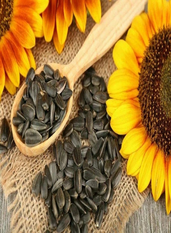 akolity بذور دوار الشمس السوداء الطبيعية من أكوليتي ستار - مناسبة لجميع مراحل نمو الطيور، عبوة 1 كجم - Image 3