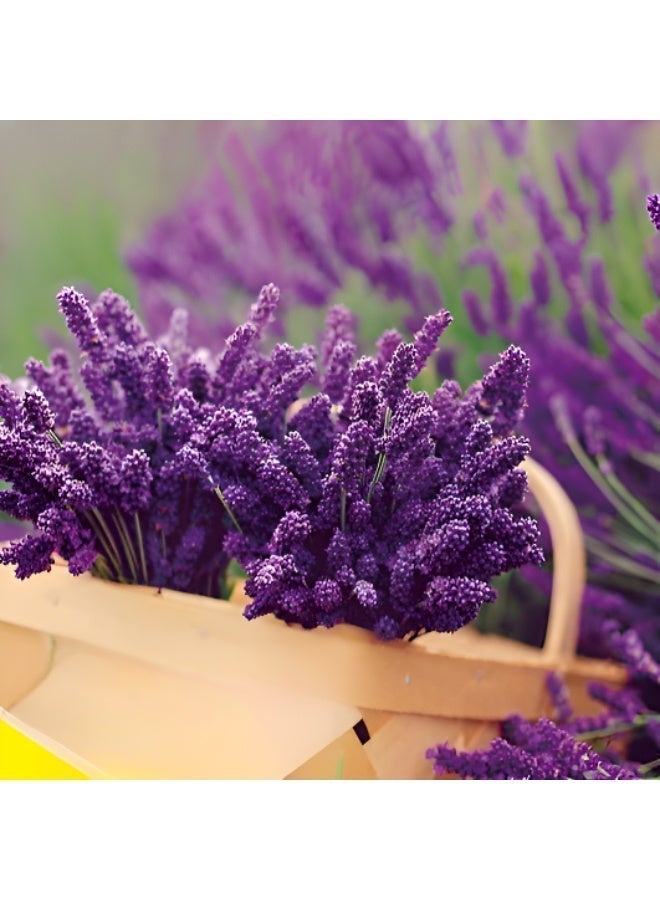Gardener-Recommended Seasonal Flower Collection for All Soil Types - Image 4