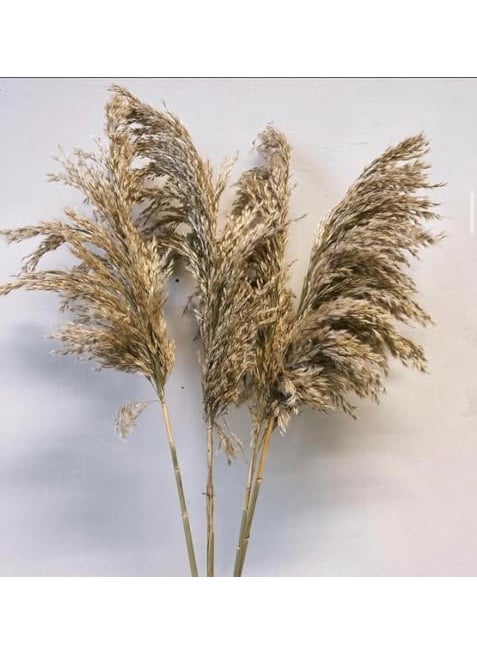 TOISA TOISA 10 Pieces Dried Pampas Grass Bundle for Home Event Wedding Decoration Hanging vases Flower pots etc 